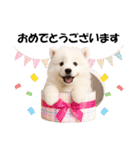 かわいいサモエドの犬スタンプ2(イベント)（個別スタンプ：4）