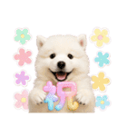 かわいいサモエドの犬スタンプ2(イベント)（個別スタンプ：7）