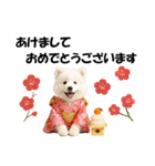 かわいいサモエドの犬スタンプ2(イベント)（個別スタンプ：11）