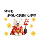 かわいいサモエドの犬スタンプ2(イベント)（個別スタンプ：12）