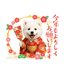 かわいいサモエドの犬スタンプ2(イベント)（個別スタンプ：13）