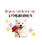 かわいいサモエドの犬スタンプ2(イベント)（個別スタンプ：16）