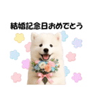 かわいいサモエドの犬スタンプ2(イベント)（個別スタンプ：27）