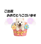 かわいいサモエドの犬スタンプ2(イベント)（個別スタンプ：28）