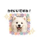かわいいサモエドの犬スタンプ2(イベント)（個別スタンプ：29）