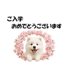 かわいいサモエドの犬スタンプ2(イベント)（個別スタンプ：30）