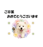 かわいいサモエドの犬スタンプ2(イベント)（個別スタンプ：31）
