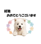 かわいいサモエドの犬スタンプ2(イベント)（個別スタンプ：32）