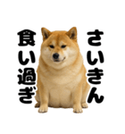 デブな柴犬（個別スタンプ：2）