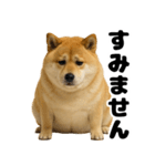 デブな柴犬（個別スタンプ：3）