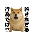 デブな柴犬（個別スタンプ：4）