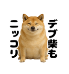 デブな柴犬（個別スタンプ：5）