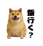 デブな柴犬（個別スタンプ：6）