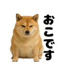 デブな柴犬（個別スタンプ：7）