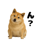 デブな柴犬（個別スタンプ：8）