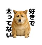 デブな柴犬（個別スタンプ：10）