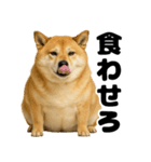 デブな柴犬（個別スタンプ：11）