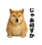 デブな柴犬（個別スタンプ：12）