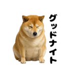 デブな柴犬（個別スタンプ：13）