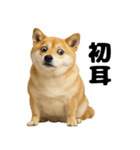 デブな柴犬（個別スタンプ：14）