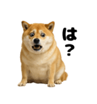 デブな柴犬（個別スタンプ：15）