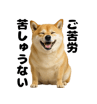 デブな柴犬（個別スタンプ：16）
