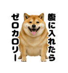 デブな柴犬（個別スタンプ：17）