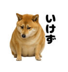 デブな柴犬（個別スタンプ：19）