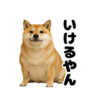 デブな柴犬（個別スタンプ：20）