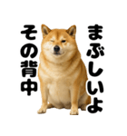 デブな柴犬（個別スタンプ：21）