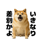 デブな柴犬（個別スタンプ：22）