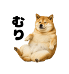 デブな柴犬（個別スタンプ：23）