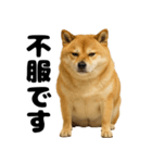 デブな柴犬（個別スタンプ：24）