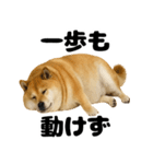 デブな柴犬（個別スタンプ：25）