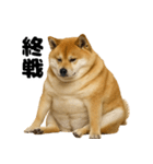 デブな柴犬（個別スタンプ：26）