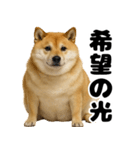 デブな柴犬（個別スタンプ：27）