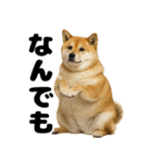 デブな柴犬（個別スタンプ：28）
