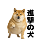 デブな柴犬（個別スタンプ：29）