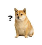 デブな柴犬（個別スタンプ：30）