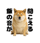 デブな柴犬（個別スタンプ：31）