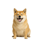 デブな柴犬（個別スタンプ：32）