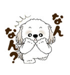 シーズー犬 2025 「岡山弁」（個別スタンプ：16）