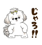 シーズー犬 2025 「岡山弁」（個別スタンプ：22）