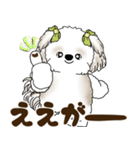 シーズー犬 2025 「岡山弁」（個別スタンプ：24）