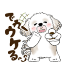 シーズー犬 2025 「岡山弁」（個別スタンプ：29）
