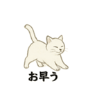 真っ白和風猫（個別スタンプ：1）