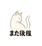 真っ白和風猫（個別スタンプ：33）