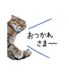 久保田4にゃんず（個別スタンプ：2）