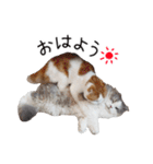 久保田4にゃんず（個別スタンプ：3）