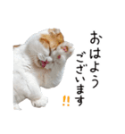 久保田4にゃんず（個別スタンプ：4）